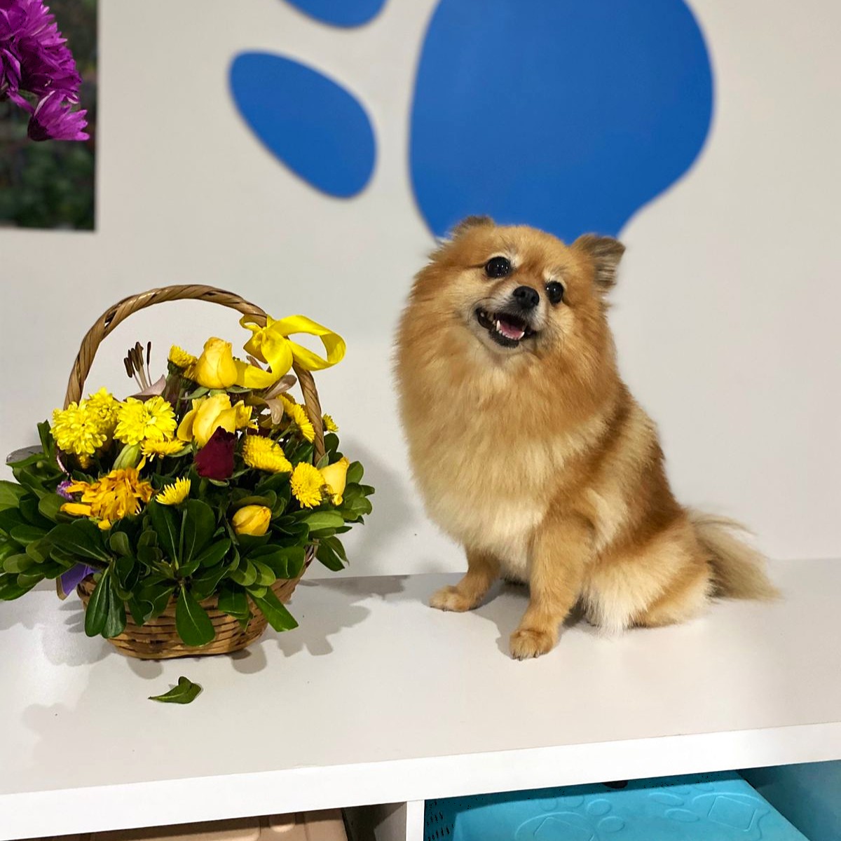 Mascota feliz en The Poms House