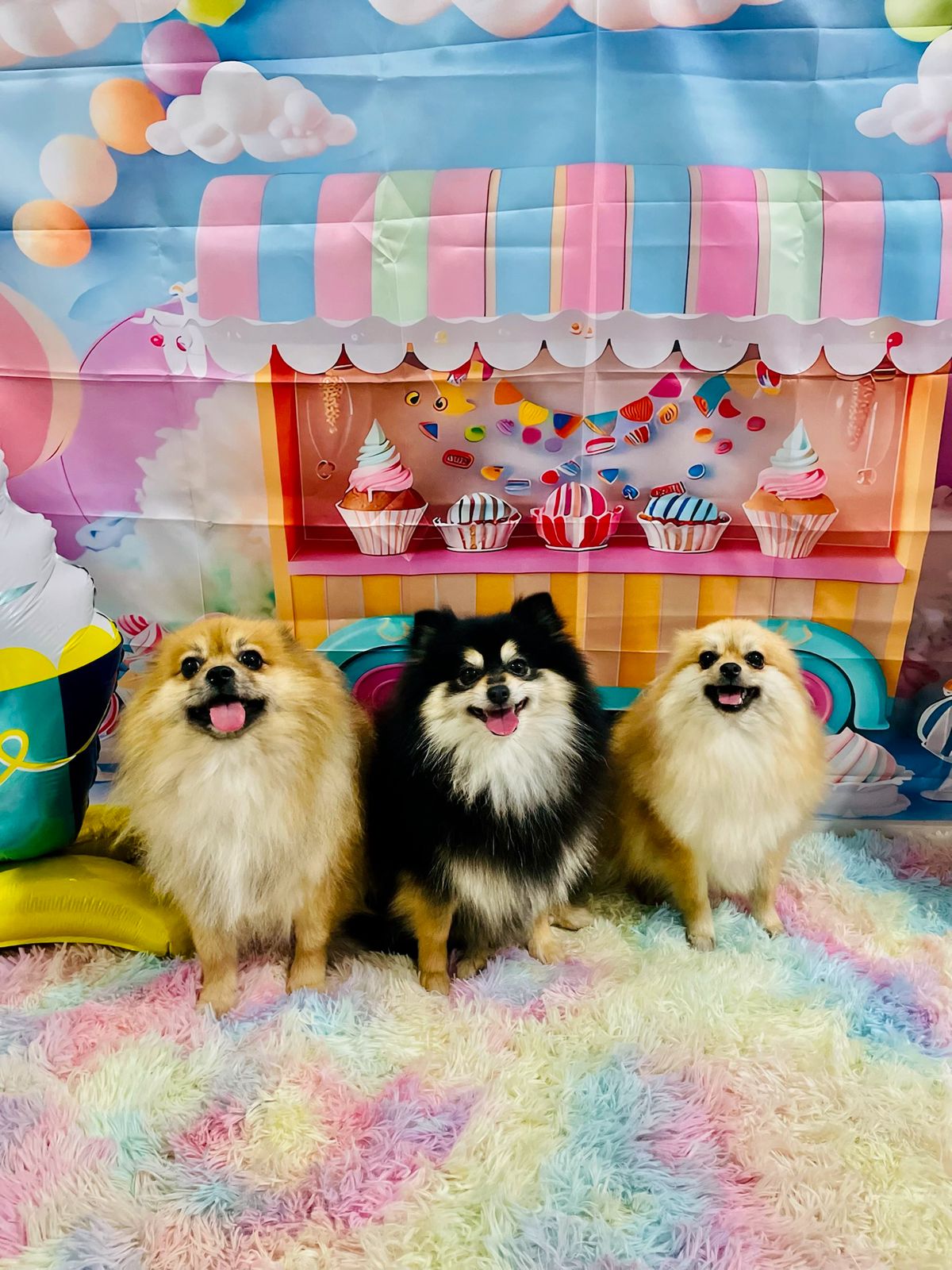 Servicios premium para tu mascota