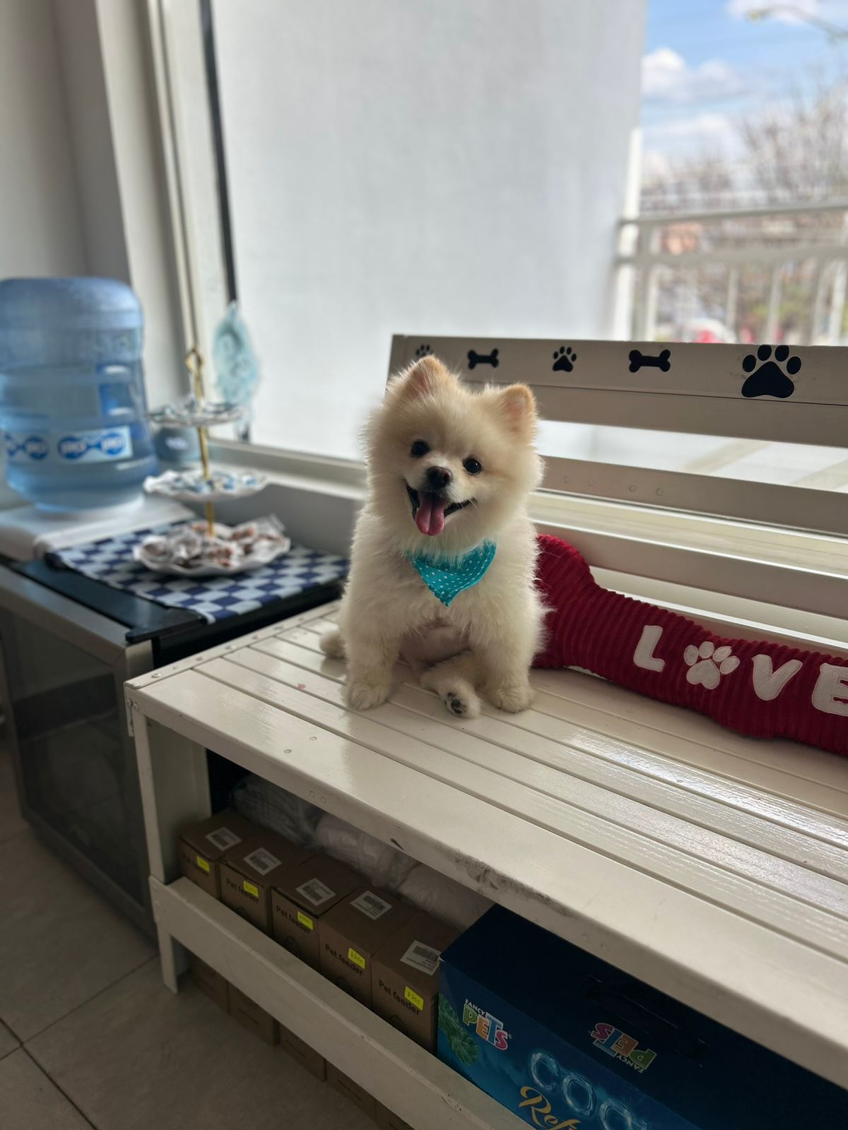 Tu mascota en buenas manos